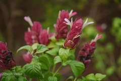 Justicia brandegeeana